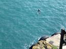 A seal spying on the crowd waiting for the boat off the island of Skomer
